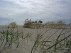 animaris-percipiere-near-the-dunes2-may-2005-photo-loek-1